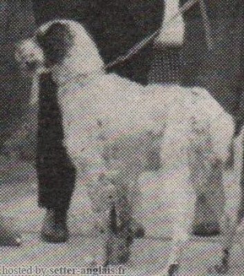 Setter Anglais ALTNAHARRA BROOM Setter Anglais ALTNAHARRA BROOM